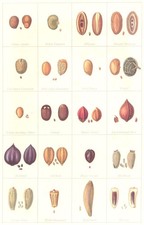FARMING. Seeds. Impurities & Adulterants &ndash; II; in Clover 1912 old print