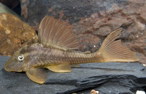 Blue Eye Violet Red Bruno L137 Pleco - 3