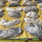 Lot of 44 Oyster Shells 3 3/4 To 6 Inch Long For Craft  Decoupage decoration — photo 4