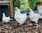 4+ Frizzles, Showgirl Silkie Hatching  Eggs — photo 7