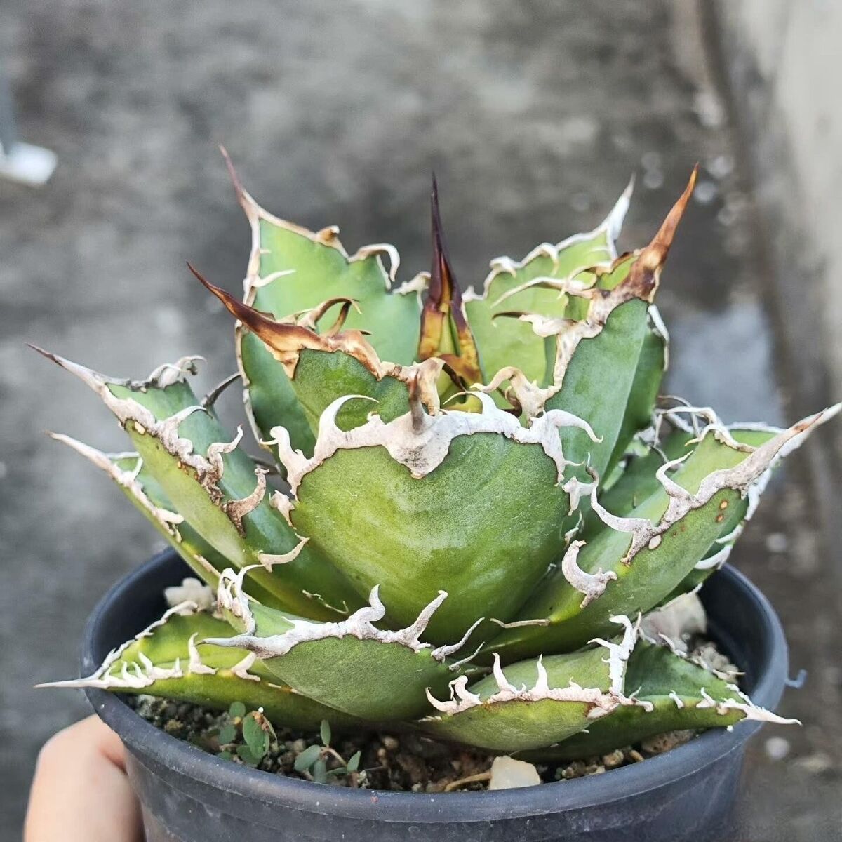 4-5cm Agave oteroi “Caesar” Rare Agave Beautiful Plant 4-5cm Agave oteroi “Caesar” Rare Agave Beautiful Plant