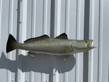 28" Seatrout Two Sided Fish Mount Replica - Quick Production