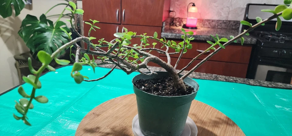 Tree Dwarf Jade  Bonsai Live Portulacaria Afra Live Plant  - Image 2 of 4