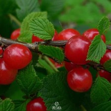 Nanking Cherry Prunus tomentosa 10 PCS fresh seeds, Cerasus Tomentosa, Organic