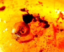 Cretaceous Snail Interacting with Ant in Burmese Amber Fossil Dinosaur Age