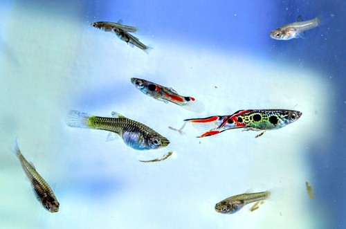 ✅NOVITÀ! MIX 10 Endler Premium MASCHI FEMMINE Poecilia Pesci Tropicali Acquario - Foto 3 di 5