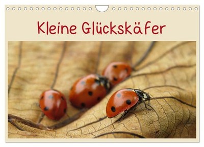 Kleine Glückskäfer (Wandkalender 2027 DIN A4 quer), CALVENDO Monatskalender