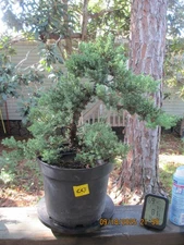 SPECIMEN BONSAI TREE JUNIPER PROCUMBENS NANA/CL3