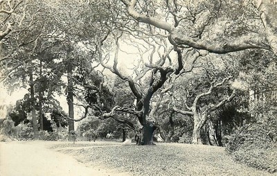 c1910 Berkeley California Le Conte Campus University RPPC Postcard 25-12389