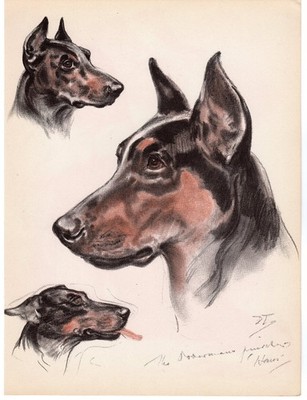 Vintage Diane Thorne Doberman Pinscher Dog Portrait Print Illustration 1944