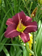 2 Daylily MARY REED Live Perennial Flower Bulb Bare Root Plants
