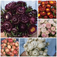 Strawflower Variety: 5 Individual Packs of 100 Seeds