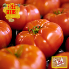 Fresh Hardy Beefsteak Tomato Seeds  Heirloom Non-GMO  Vegetable Seeds