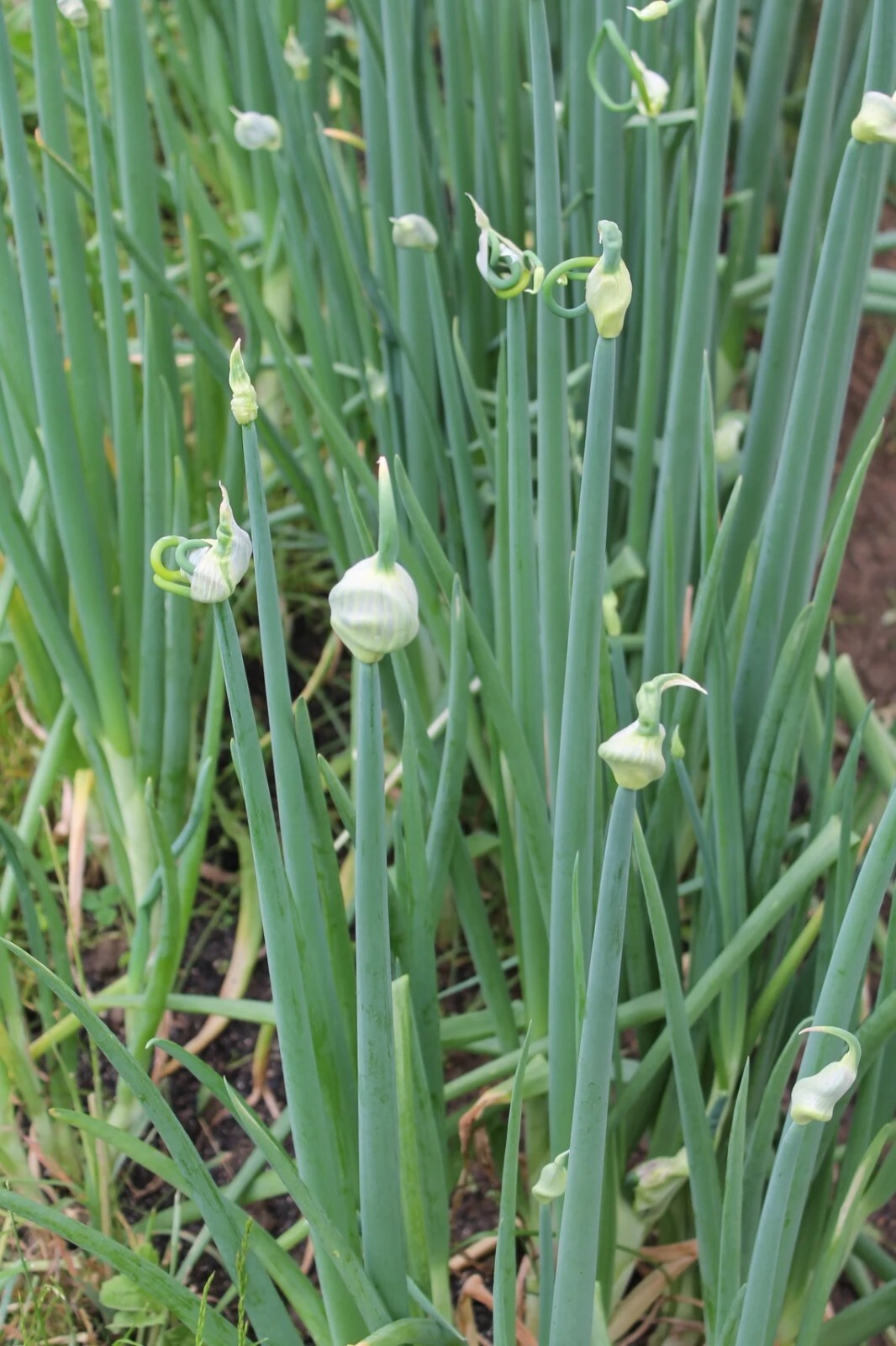 5 Egyptian Walking Onions, Tree Onion, Organically Grown, 5 small