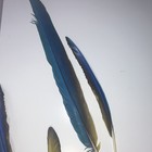 Blue & Yellow MACAW Feathers           DIY Crafts, Decorations — photo 3