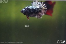 LIVE BETTA MALE HMPK AVATAR COPPER BOM-A550