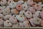 100 PCS BULK PINK SEA URCHINS SEA SHELL BEACH WEDDING NAUTICAL
