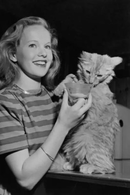 Irische Schauspielerin Peggy Cummins mit Katze Timmy März 1947 historisches 4x6 Foto