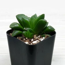 Succulent Live Plant - Haworthia Retusa - Live Plants In 2" Pot