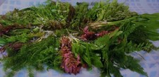 100 FISH TANK PLANTS LIVE AQUARIUM AQUATIC TROPICAL COLDWATER BUNCHED PLANT