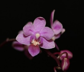 Phalaenopsis equestris 'Rosea' mit Blütentrieb