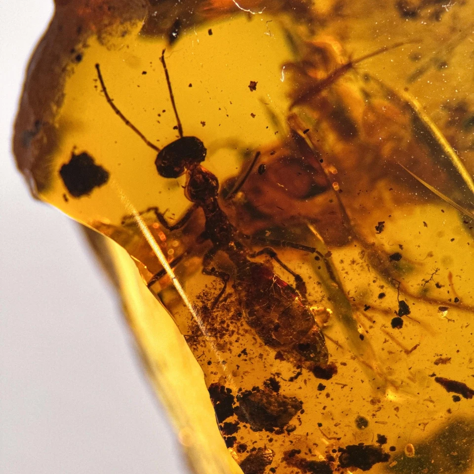 UNKNOWN INCLUSION in Burmese / Burmite amber fossil / 100% genuine amber  - Image 2 of 4