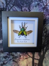 Large 40mm+ Saw Tooth Beetle (Lamprima adolphinae) Entomology  Frame Taxidermy