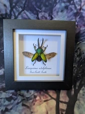 Green Saw Tooth Beetle (Lamprima adolphinae) Entomology Shadow Frame Taxidermy