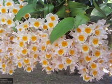 Rare Dendrobium farmeri orchid plant FS , not in bloom