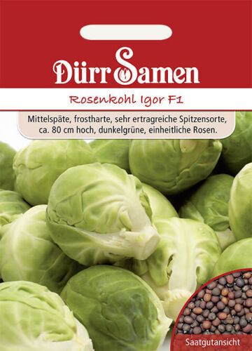 Rosenkohl Igor F1 Kohlsamen von Dürr Samen Rosekohl ca 50 Korn - Bild 1 von 1