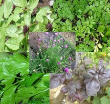 LOTS DE 3 SACHETS DE GRAINES D'AROMATIQUE PERSIL.BASILIC.CIBOULETTE BIO 8 CHOIX