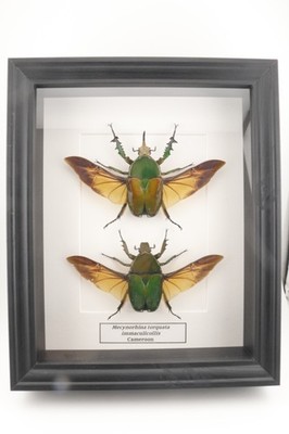 Insekten-Rahmen Rosenkäfer (Mecynorrhian torquata)