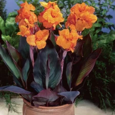 1 - WYOMING Giant Canna Lily Flower Bulb Tuber Rhizomes - SPRING SHIPPING