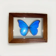 Largest Blue Morpho Specimen Finest A+ Quality Brazil