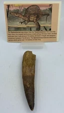 Spinosaurus Teeth Dinosaur F0SSIL Before T Rex Cretaceous K537
