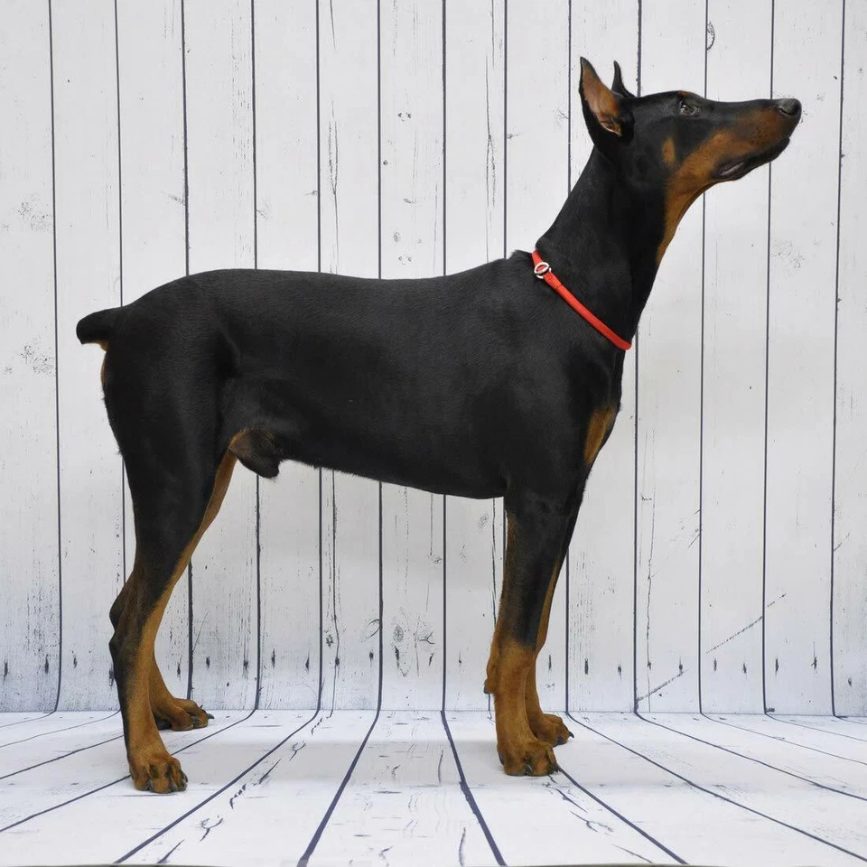 Collar de entrenamiento de nailon redondo Coastal para perro - negro* Foto 4 de 4