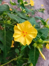 25 YELLOW FOUR O'CLOCK SEEDS | SALE FREE SHIPPING NON GMO HEIRLOOM