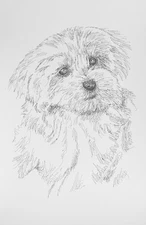 Maltese Dog Breed Art Print #23 Artist Kline will add dogs name free. Great Gift