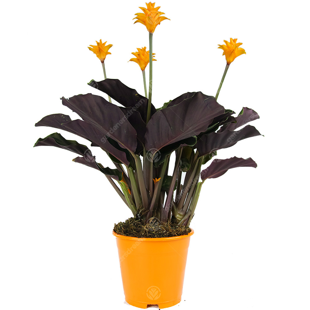 Calathea Crocata Eternal Flame Live Indoor Decorative Houseplant in 14cm Pot