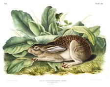 Black-Tailed Hare (Lepus Negricaudatus) - 1845 - Illustration Poster