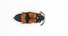 Buprestidae - Jewel Beetle - Angelia peteli  (MorF) -  Tanzania, Africa - Rare