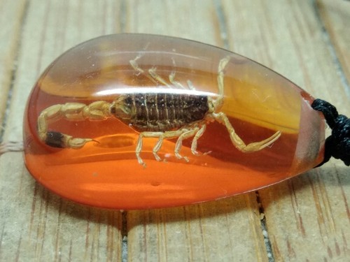 Pendentif en résine de qualité avec VRAI scorpion - taxidermie insecte collier - Picture 3 of 5