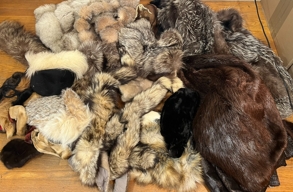 9pcs Real Animal Skull Set of Cat Dog Fox Hedgehog Nutria Raccoon Muskrate Mink Rabbits Skull Specimens for Home Decoration Collectibles Study (Color : Set of 9