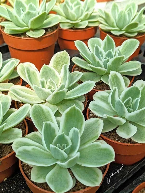 Echeveria 'Lemon Rose' Live Plant - Cluster 6 Inches Bare Roots -Cactus seedling - Image 2 of 4