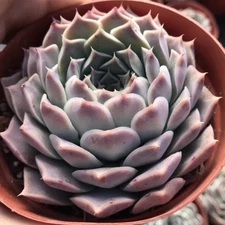 Echeveria sp. Gilo Live Succulent Plant Real Fully Rooted Home Garden 2" Pot