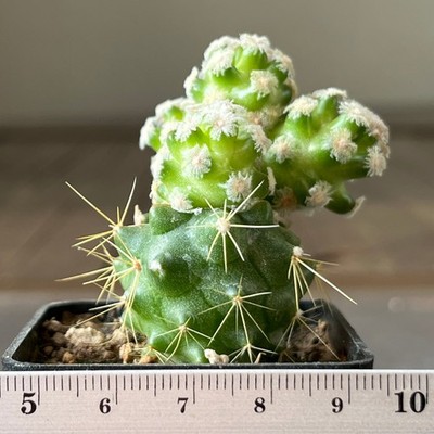 33-949 Mammillaria theresae v. albiflora (Grafted)