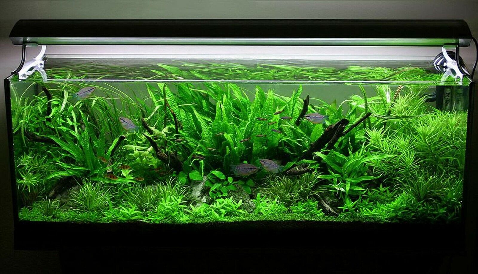 LIVE AQUARIUM PLANTS – KGTropicals