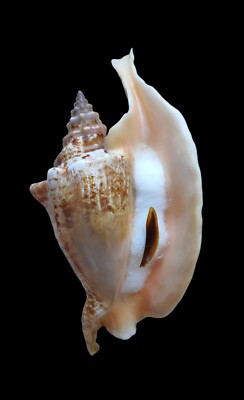 SHELL SHELL STROMBUS ALIGER GALLUS mm.145 with operculum BRAZIL