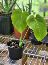 Monstera Deliciosa 4Inch Pot