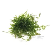 Christmas Moss | Aquarium Plants Factory®